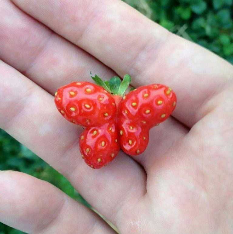Bentuk bentuk Buah dan Sayuran Paling Unik dan Aneh di Bentuk bentuk Buah dan Sayuran Paling Unik dan Aneh di