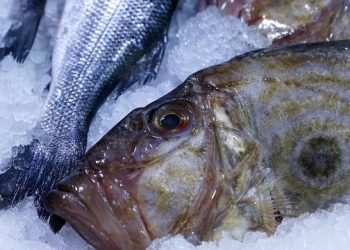 ikan dori