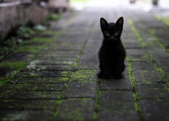 kucing hitam