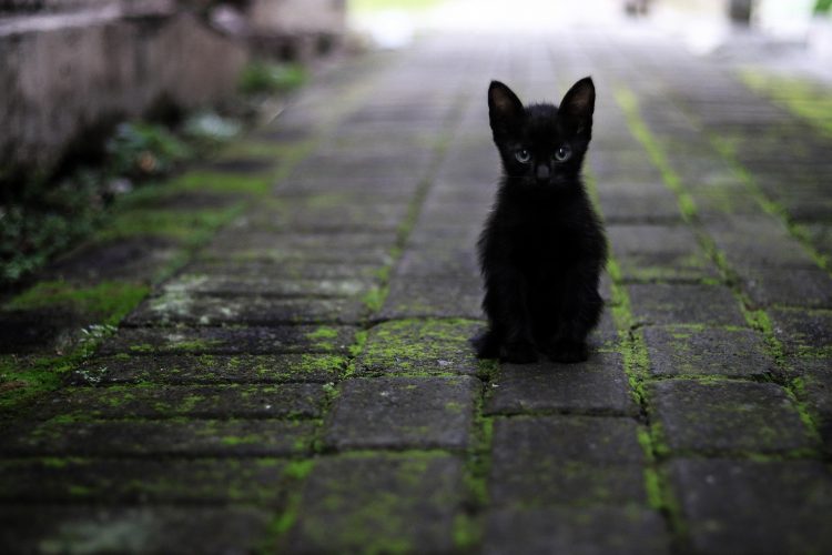 kucing hitam