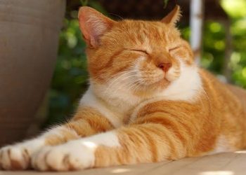 kucing-oren